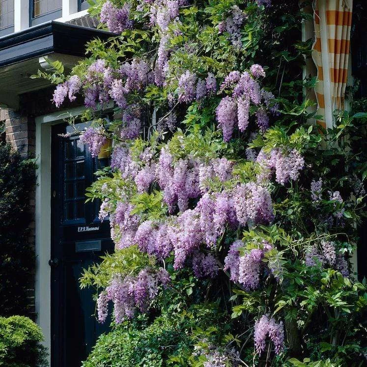 Roots Plants Wisteria Sinensis | Chinese Wisteria | On A 90cm Cane In A 3L Pot 5 Roots Plants Wisteria Sinensis | Chinese Wisteria | On A 90cm Cane In A 3L Pot