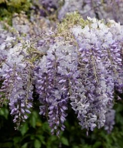 Roots Plants Wisteria 'Lavender Lace' | On A 90cm Cane In A 3L Pot