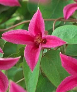 Roots Plants Clematis Texensis 'Princess Diana' | On A 90cm Cane In A 3L Pot