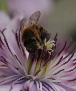 Roots Plants Clematis 'Hagley Hybrid' | On A 90cm Cane In A 3L Pot 9 Roots Plants Clematis 'Hagley Hybrid' | On A 90cm Cane In A 3L Pot