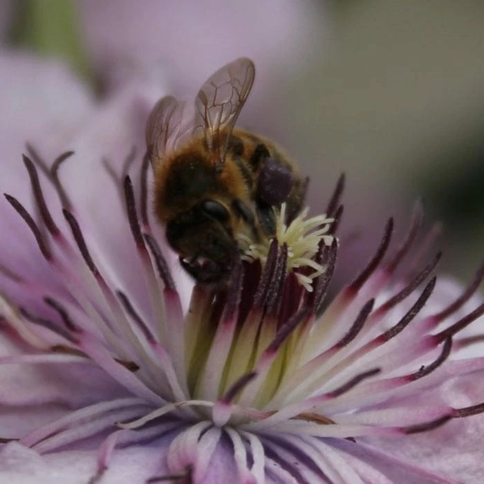 Roots Plants Clematis 'Hagley Hybrid' | On A 90cm Cane In A 3L Pot 6 Roots Plants Clematis 'Hagley Hybrid' | On A 90cm Cane In A 3L Pot