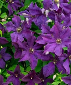 Roots Plants Clematis Viticella 'Polish Spirit' | On A 90cm Cane In A 3L Pot