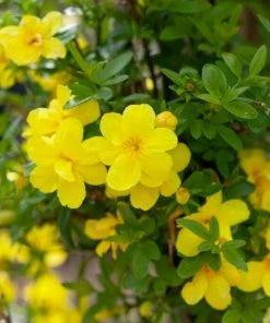 Roots Plants Winter Jasmine | Jasminum Nudiflorum | On A 90cm Cane In A 3L Pot