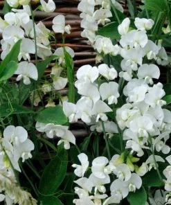 Roots Plants Everlasting Sweet Pea | Lathyrus Latifolius White | On A 90cm Cane In A 3L Pot