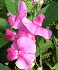 Roots Plants Other Climbing Plants Everlasting Sweet Pea -Lathyrus Latifolius Red | On A 90cm Cane In A 3L Pot