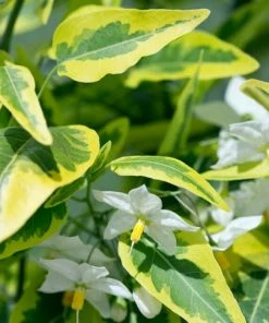 Roots Plants Solanum Jasminoides 'Album Variegatum' | On A 90cm Cane In A 3L Pot