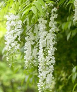 Roots Plants White Wisteria | Sinensis 'alba' | On A 90cm Cane In A 3L Pot