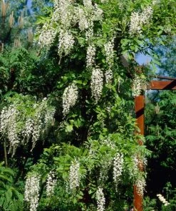 Roots Plants White Wisteria | Sinensis 'alba' | On A 90cm Cane In A 3L Pot