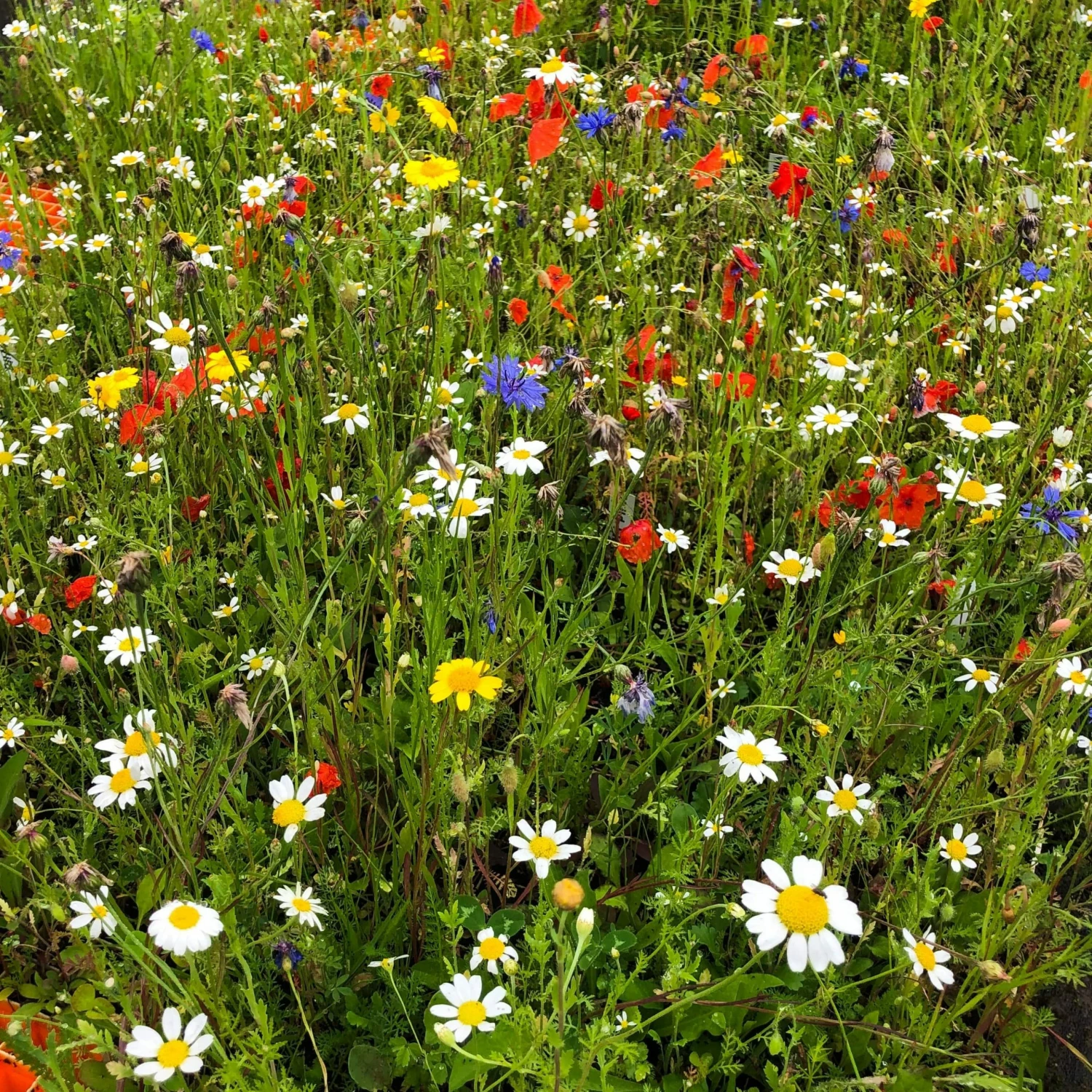 Roots Plants 100 Wildflower Meadow Plug Plants Perennials 4 Roots Plants 100 Wildflower Meadow Plug Plants Perennials