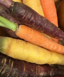 Roots Plants 10 Organic Colourful Carrot Plants Root Vegetables