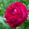 Roots Plants Peony 'Felix Crousse' | 3L Pot 1 Roots Plants Peony 'Felix Crousse' | 3L Pot