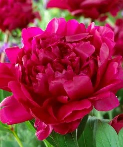 Roots Plants Peony 'Felix Crousse' | 3L Pot