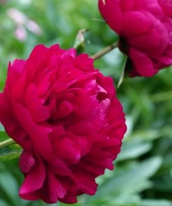 Roots Plants Peony 'Felix Crousse' | 3L Pot