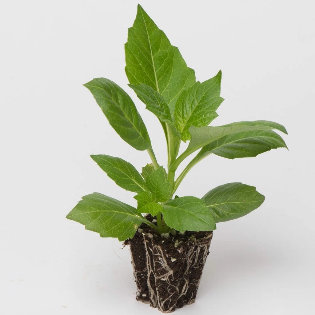 Roots Plants 40 Mixed Dahlia 'Figaro' Plug Plants Dahlias 8 Roots Plants 40 Mixed Dahlia 'Figaro' Plug Plants Dahlias