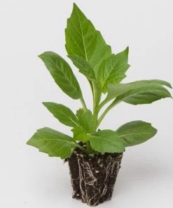 Roots Plants Dahlia 'Happy Days Pink' Jumbo Plug Plants 10 Roots Plants Dahlia 'Happy Days Pink' Jumbo Plug Plants