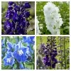 Roots Plants 9 Delphinium Camelot Collection 10.5cm Pot