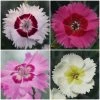 Roots Plants Perennials Dianthus Cocktail Collection | 4 X 2L Pot