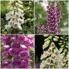 Roots Plants Perennials Digitalis 'Dalmatian Mixed'