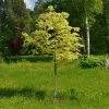 Roots Plants Variegated Norway Maple Tree | Acer Platanoides 'Drummondii' Trees & Shrubs 1 Roots Plants Variegated Norway Maple Tree | Acer Platanoides 'Drummondii' Trees & Shrubs