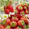 Roots Plants All Season Strawberry Plants Collection | 3x 10cm Pots Fruits