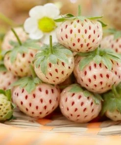 Roots Plants Pineberry Strawberry Plants Fruits