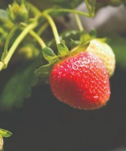 Roots Plants Cambridge Favourite Strawberry Plants