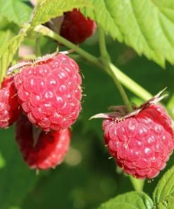 Roots Plants Joan J Raspberry Plants Fruits