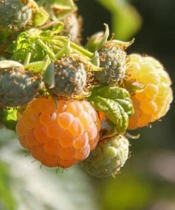 Roots Plants Unusual Berry Collection | 3x 3L Pots Fruits 13 Roots Plants Unusual Berry Collection | 3x 3L Pots Fruits