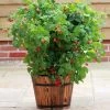 Roots Plants Fruits Ruby Beauty Raspberry Plant