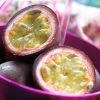 Roots Plants Passion Fruit Plant | Passiflora Edulis