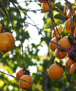 Roots Plants Fruits Japanese Persimmon Tree