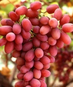 Roots Plants Fruits 90cm'Crimson' Seedless Grape Vine | 3L Pot