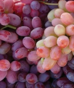 Roots Plants Fruits 90cm 'Crimson' Seedless Grape Vine | 3L Pot