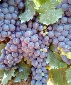 Roots Plants Fruits 90cm 'Black Hamburgh' Indoor Grape Vine | 3L Pot