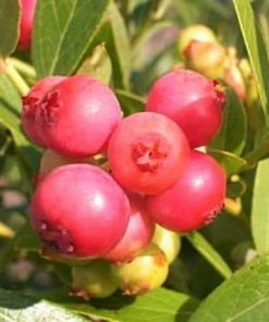 Roots Plants Unusual Berry Collection | 3x 3L Pots Fruits 9 Roots Plants Unusual Berry Collection | 3x 3L Pots Fruits