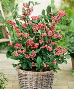 Roots Plants Unusual Berry Collection | 3x 3L Pots Fruits 12 Roots Plants Unusual Berry Collection | 3x 3L Pots Fruits