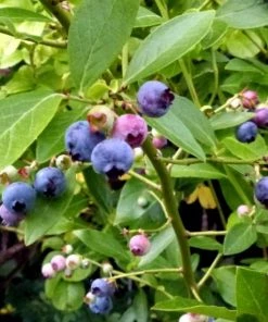 Roots Plants 3 X Sunshine Blue Blueberry Plants | 9cm Pots