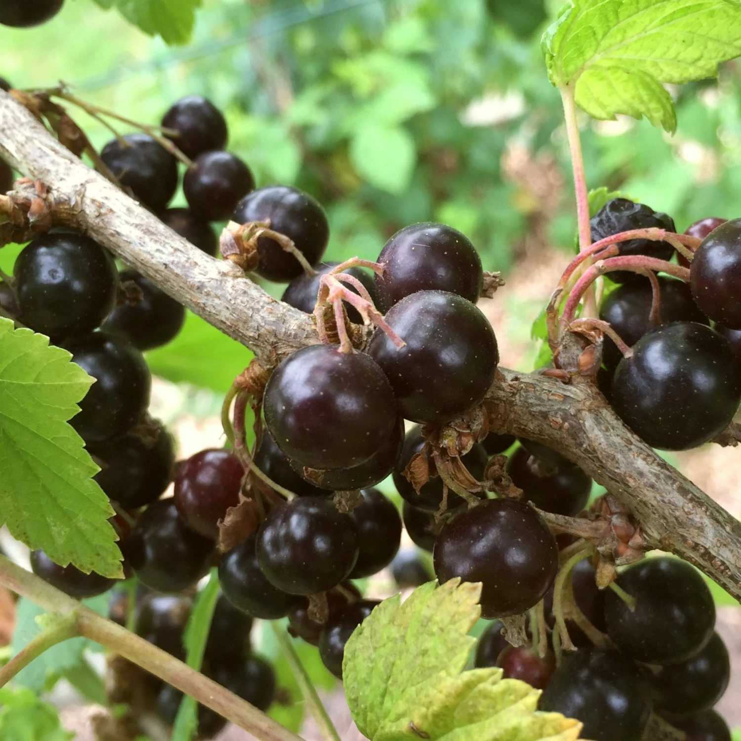 Roots Plants Fruits Big Ben Blackcurrant Bush 4 Roots Plants Fruits Big Ben Blackcurrant Bush