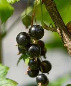 Roots Plants Ben Lomond Blackcurrant Bush