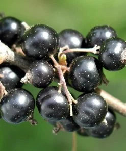 Roots Plants Fruits Big Ben Blackcurrant Bush 7 Roots Plants Fruits Big Ben Blackcurrant Bush