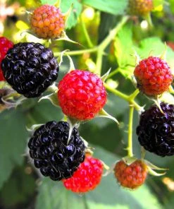 Roots Plants Waldo Blackberry Plants