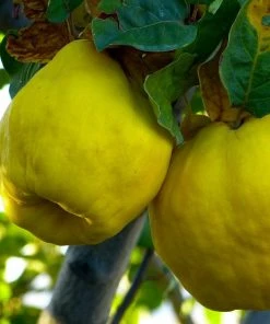 Roots Plants Fruits Vranja Quince Tree