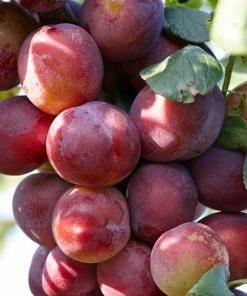 Roots Plants Mini Orchard Collection | Cherry, Pear & Plum Trees