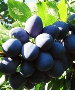 Roots Plants Merryweather Damson Tree Fruits