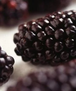 Roots Plants Raspberry Plants Wellington Mulberry Tree