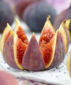 Roots Plants Brunswick Fig Tree