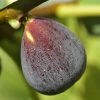 Roots Plants Rouge De Bordeaux Fig Tree Fruits