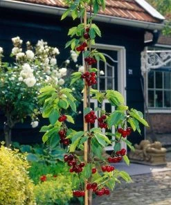 Roots Plants Mini Orchard Collection | Cherry, Pear & Plum Trees