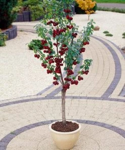 Roots Plants Stella Cherry Tree