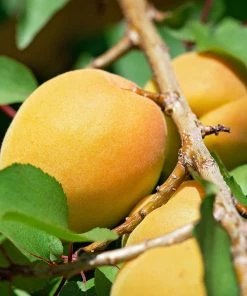 Roots Plants Early Moorpark Apricot Tree Fruits